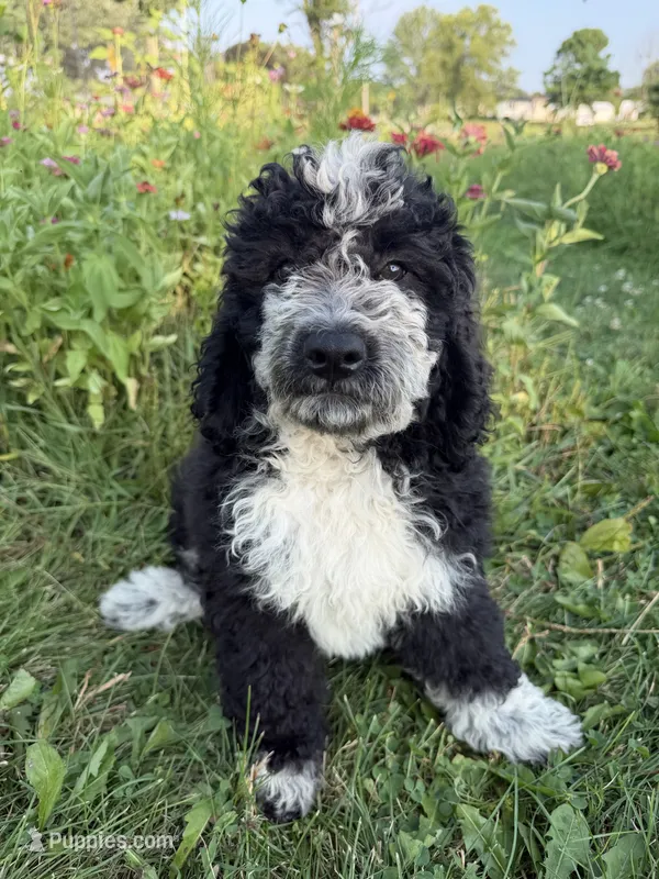 Birdie (She’s ready) – Bernedoodle puppy for sale in West Jefferson, OH