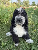 Birdie (She’s ready), a female Bernedoodle for sale in West Jefferson, OH – 1 of 10