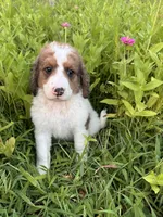 Cricket, a female Bernedoodle for sale in West Jefferson, OH – 2 of 10