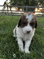Cricket, a female Bernedoodle for sale in West Jefferson, OH – 7 of 10