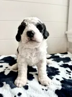 Duckie, a male Bernedoodle for sale in West Jefferson, OH – 7 of 9
