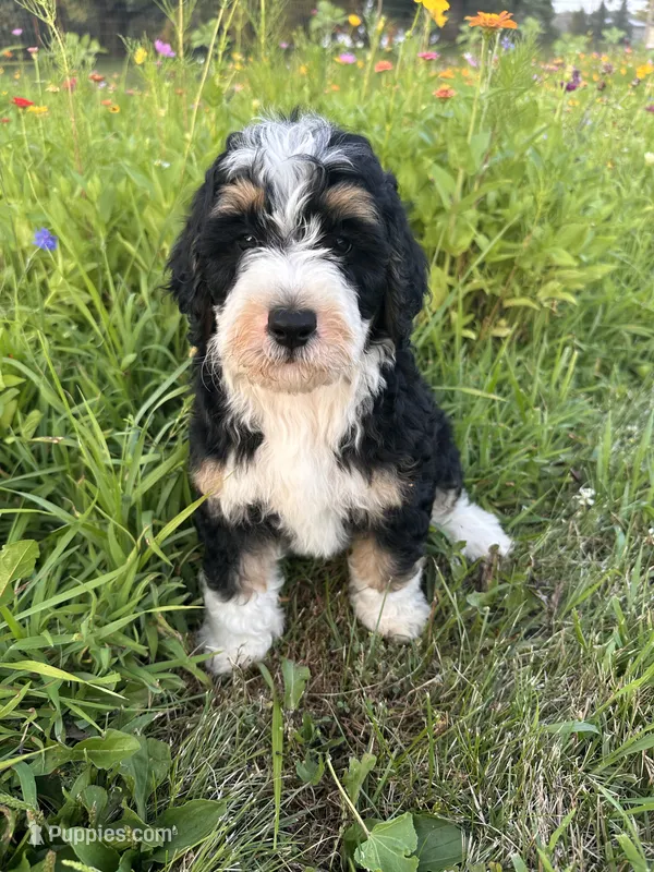 Rooster – Bernedoodle puppy for sale in West Jefferson, OH