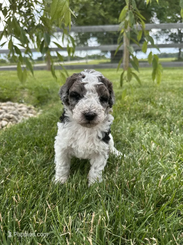 Hawk (reserved) – Bernedoodle puppy for sale in West Jefferson, OH