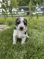Hawk (reserved), a male Bernedoodle for sale in West Jefferson, OH – 4 of 8