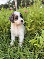 Froggy, a male Bernedoodle for sale in West Jefferson, OH – 2 of 10