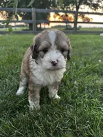 Bunny, a female Bernedoodle for sale in West Jefferson, OH – 5 of 10