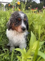 Otter, a male Bernedoodle for sale in West Jefferson, OH – 3 of 10