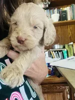Ole Blue Puppy 4, a male Cockapoo for sale in Joplin, MO – 4 of 7