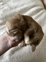Lincoln Puppy 1 , a male Cockapoo for sale in Joplin, MO – 2 of 2