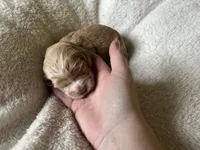 Justice puppy 5, a male Cockapoo for sale in Joplin, MO – 3 of 3