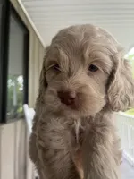 Ole Blue Puppy 4, a male Cockapoo for sale in Joplin, MO – 2 of 7