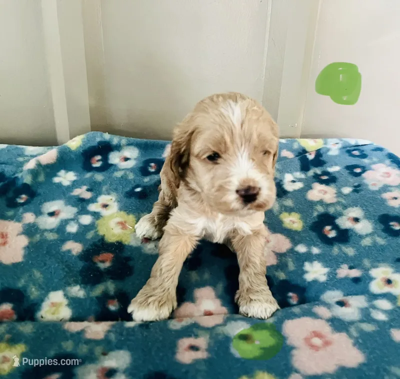 Justice puppy 5 – Cockapoo puppy for sale in Joplin, MO