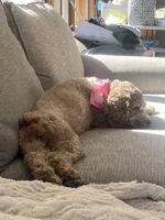 Ember , a female Cockapoo for sale in Joplin, MO – 4 of 4