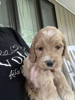 Blaze Puppy 2 , a male Cockapoo for sale in Joplin, MO – 2 of 6