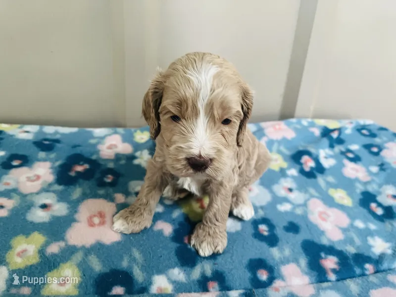 Navy puppy 8 – Cockapoo puppy for sale in Joplin, MO