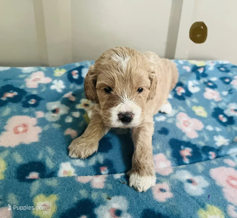 Lincoln Puppy 1  – Cockapoo puppy for sale in Joplin, MO