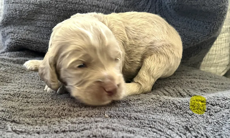 Ole Blue Puppy 4 – Cockapoo puppy for sale in Joplin, MO