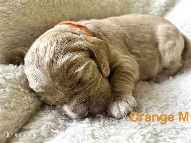Blaze Puppy 2  – Cockapoo puppy for sale in Joplin, MO