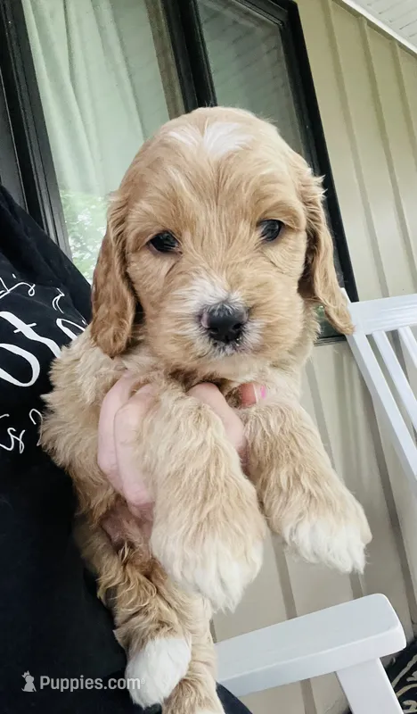 Blaze Puppy 2  – Cockapoo puppy for sale in Joplin, MO