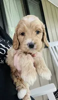 Blaze Puppy 2 , a male Cockapoo for sale in Joplin, MO – 1 of 6