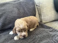 Justice puppy 5, a male Cockapoo for sale in Joplin, MO – 5 of 5