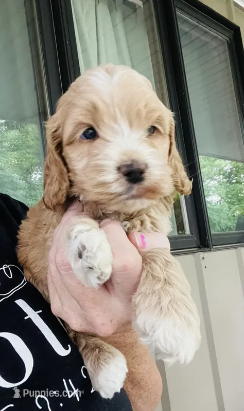 Justice puppy 5 – Cockapoo puppy for sale in Joplin, MO