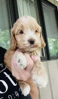 Justice puppy 5, a male Cockapoo for sale in Joplin, MO – 1 of 8