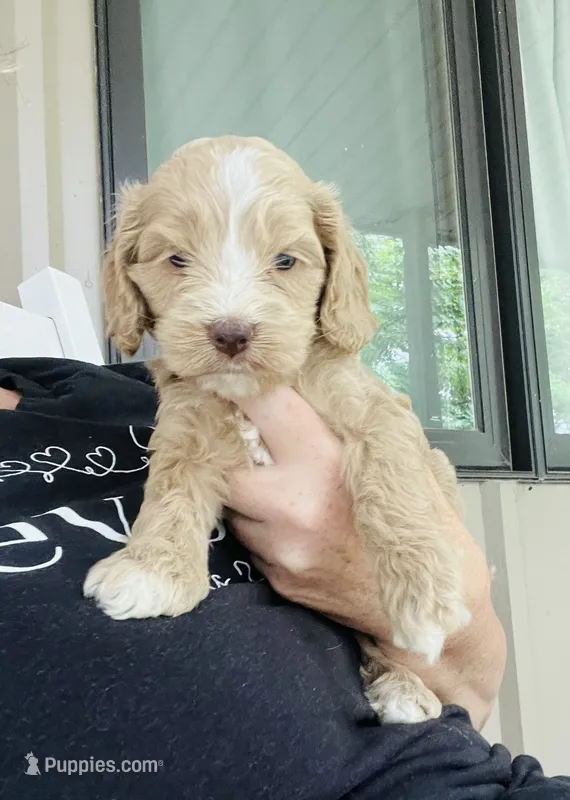Navy puppy 8 – Cockapoo puppy for sale in Joplin, MO