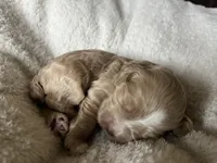 Navy puppy 8, a male Cockapoo for sale in Joplin, MO – 3 of 3