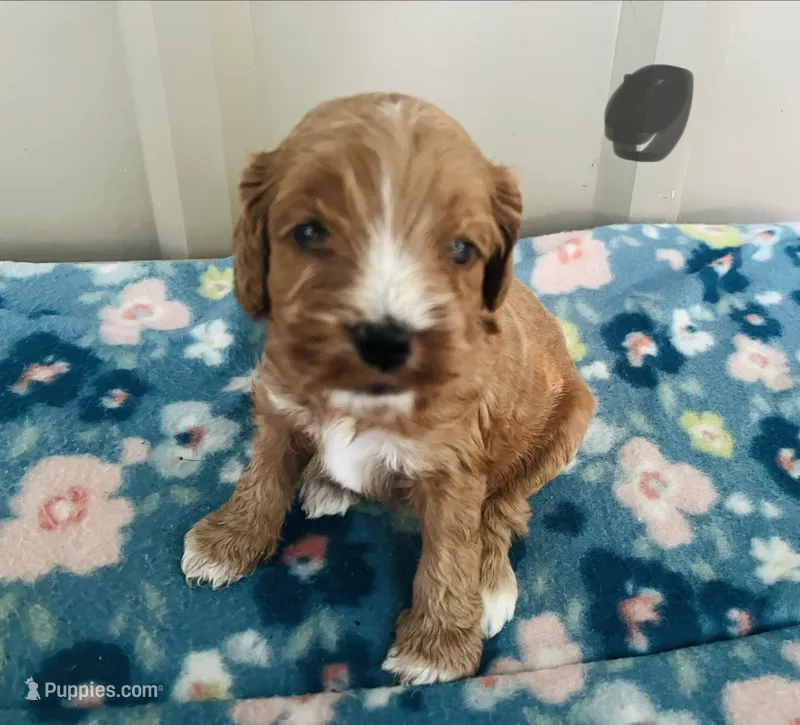 Liberty Puppy 7 – Cockapoo puppy for sale in Joplin, MO