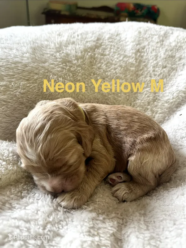 Justice puppy 5 – Cockapoo puppy for sale in Joplin, MO