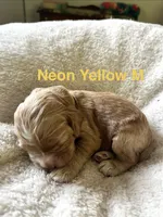 Justice puppy 5, a male Cockapoo for sale in Joplin, MO – 1 of 3
