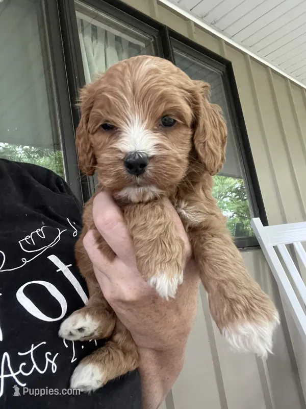Liberty Puppy 7 – Cockapoo puppy for sale in Joplin, MO