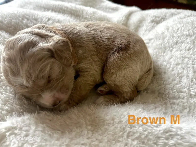 Revere puppy 3 – Cockapoo puppy for sale in Joplin, MO