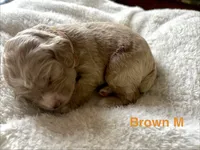 Revere puppy 3, a male Cockapoo for sale in Joplin, MO – 1 of 2
