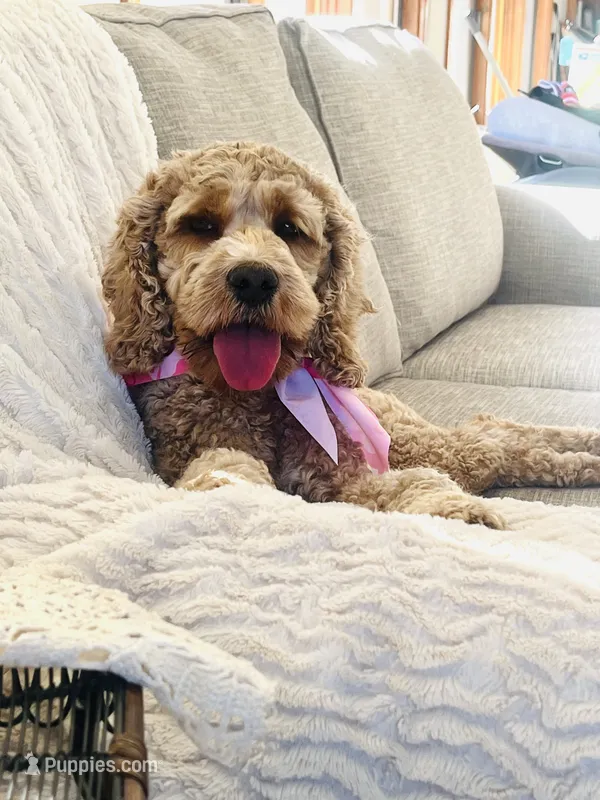 Ember  – Cockapoo puppy for sale in Joplin, MO