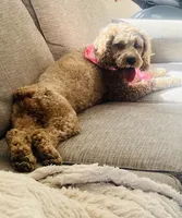 Ember , a female Cockapoo for sale in Joplin, MO – 2 of 4