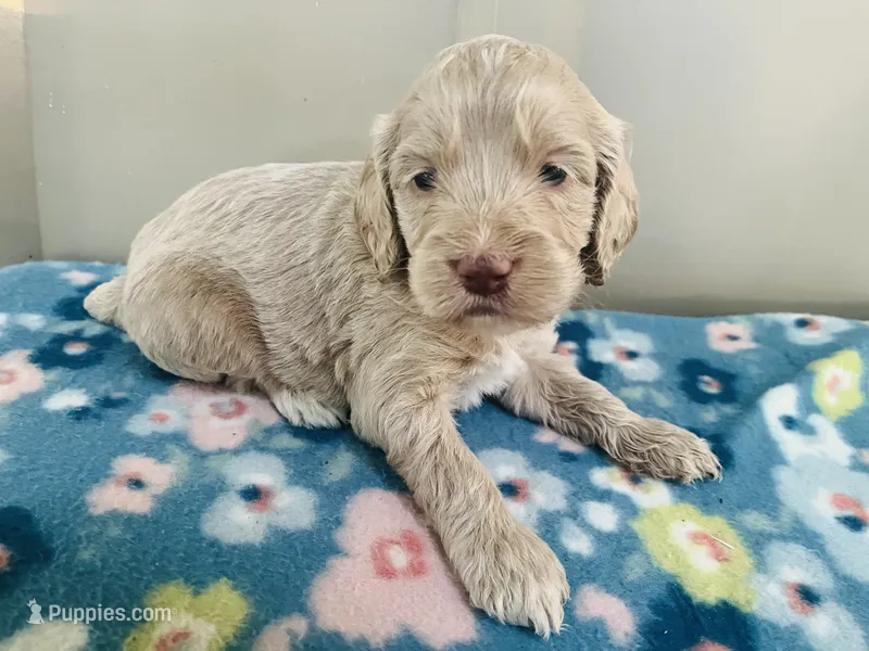 Ole Blue Puppy 4 – Cockapoo puppy for sale in Joplin, MO