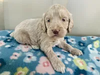 Ole Blue Puppy 4, a male Cockapoo for sale in Joplin, MO – 3 of 7