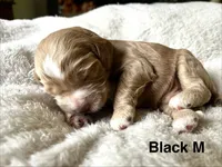Lincoln Puppy 1 , a male Cockapoo for sale in Joplin, MO – 1 of 2