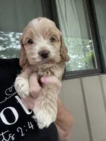 Justice puppy 5, a male Cockapoo for sale in Joplin, MO – 2 of 8
