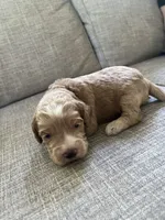 Revere puppy 3, a male Cockapoo for sale in Joplin, MO – 4 of 4