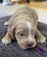 Navy puppy 8, a male Cockapoo for sale in Joplin, MO – 4 of 4