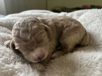 Revere puppy 3, a male Cockapoo for sale in Joplin, MO – 2 of 2