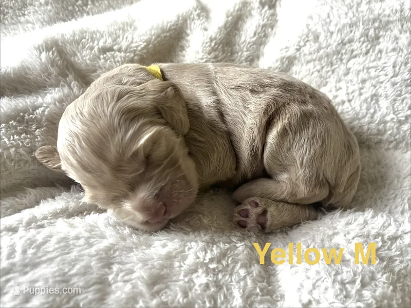 Ole Blue Puppy 4 – Cockapoo puppy for sale in Joplin, MO