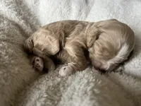 Navy puppy 8, a male Cockapoo for sale in Joplin, MO – 2 of 3