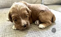 Liberty Puppy 7, a male Cockapoo for sale in Joplin, MO – 1 of 3