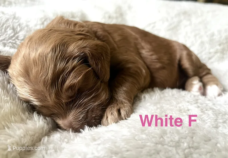 Betsy Ross Puppy 6 – Cockapoo puppy for sale in Joplin, MO