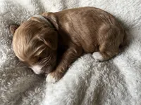 Liberty Puppy 7, a male Cockapoo for sale in Joplin, MO – 2 of 2