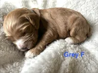 Liberty Puppy 7, a male Cockapoo for sale in Joplin, MO – 1 of 2